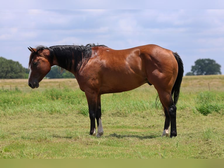 American Quarter Horse Gelding 6 years Bay in Byars