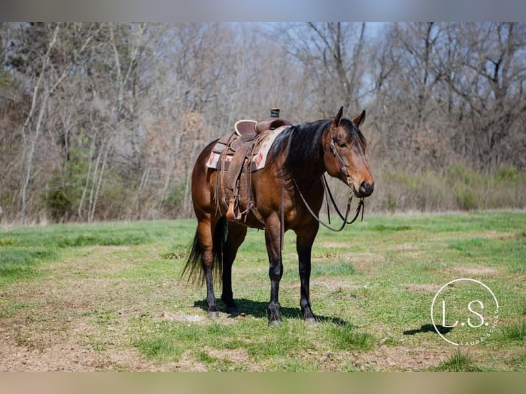American Quarter Horse Gelding 6 years Bay in Syracuse