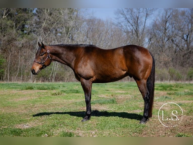 American Quarter Horse Gelding 6 years Bay in Syracuse