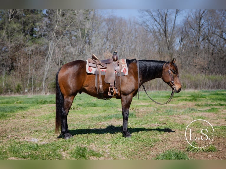 American Quarter Horse Gelding 6 years Bay in Syracuse
