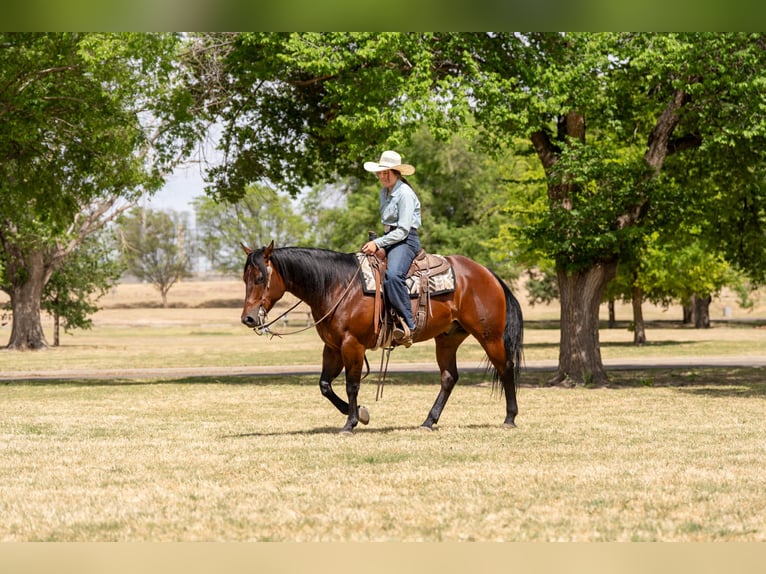American Quarter Horse Gelding 6 years Bay in Amarillo, TX