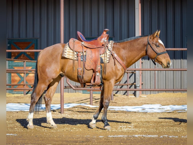 American Quarter Horse Gelding 6 years Bay in Hesperus, CO