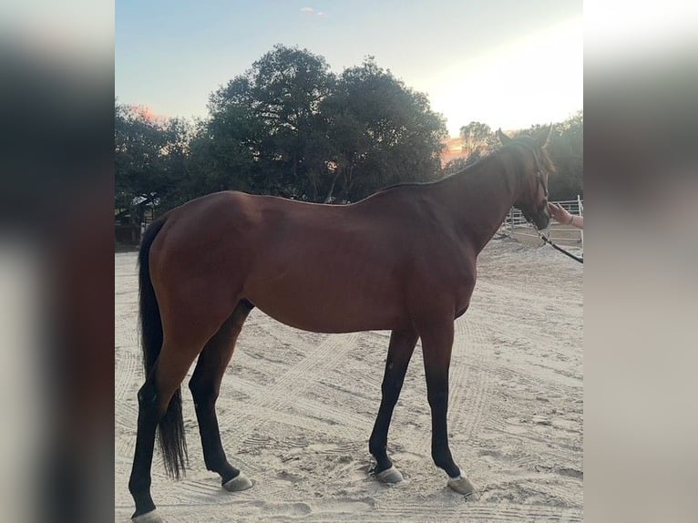 American Quarter Horse Gelding 6 years Bay in Pasadena
