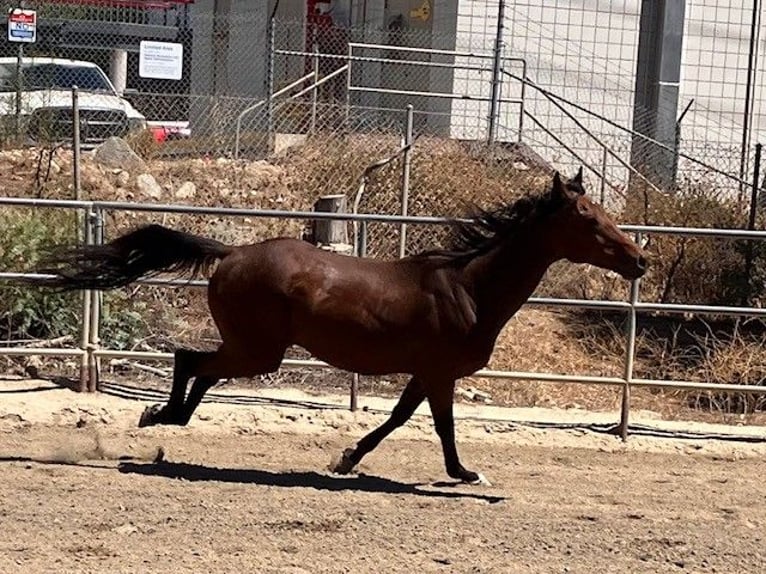 American Quarter Horse Gelding 6 years Bay in Pasadena