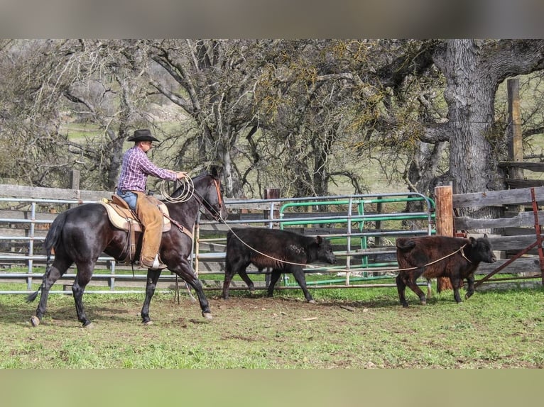 American Quarter Horse Gelding 6 years Black in Waterford, CA