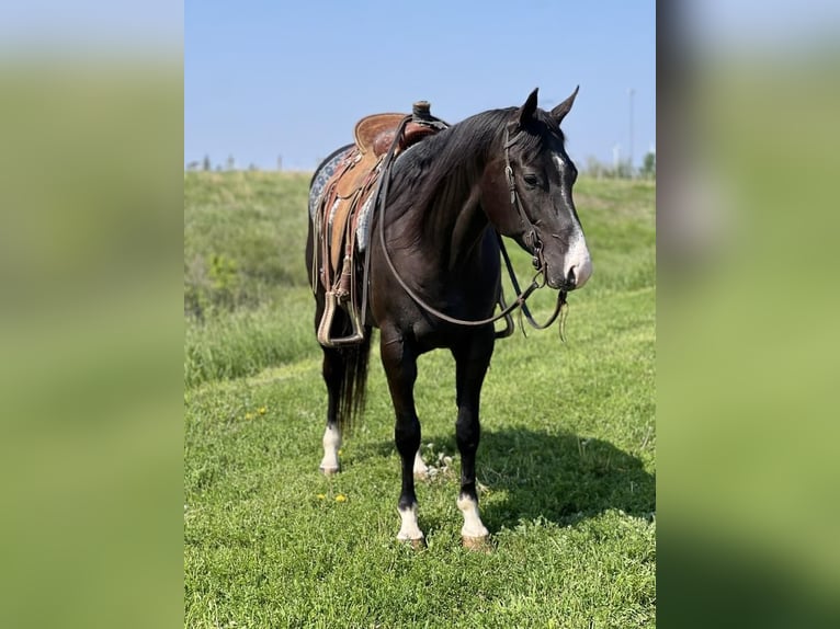 American Quarter Horse Gelding 6 years Black in Zearing, IA