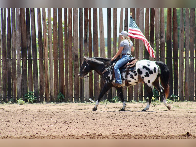American Quarter Horse Gelding 6 years Black in Morgan Mill TX