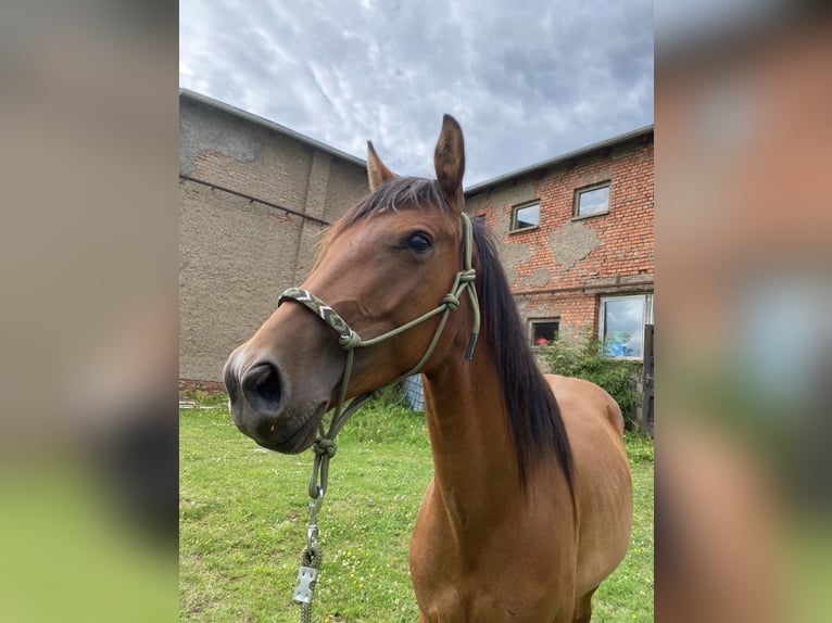 American Quarter Horse Mix Gelding 6 years Brown in Kaltohmfeld