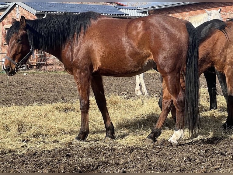 American Quarter Horse Mix Gelding 6 years Brown in Kaltohmfeld