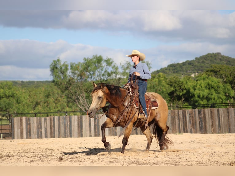 American Quarter Horse Gelding 6 years Buckskin in Killeen