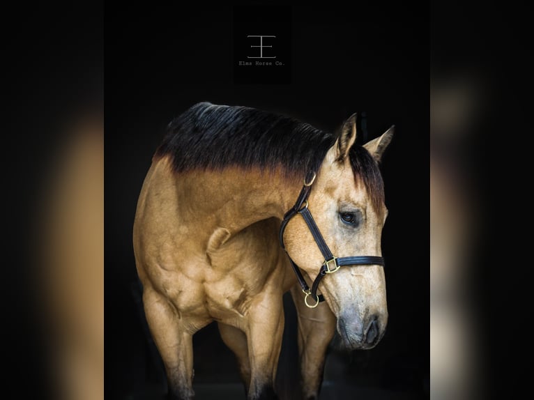 American Quarter Horse Gelding 6 years Buckskin in Killeen
