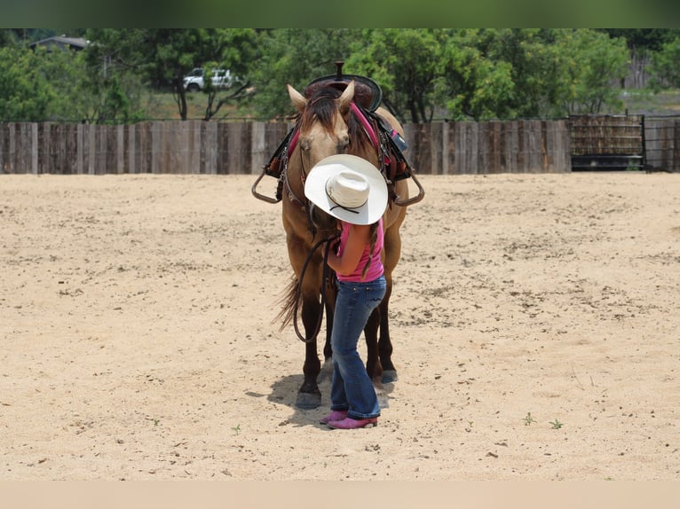 American Quarter Horse Gelding 6 years Buckskin in Killeen