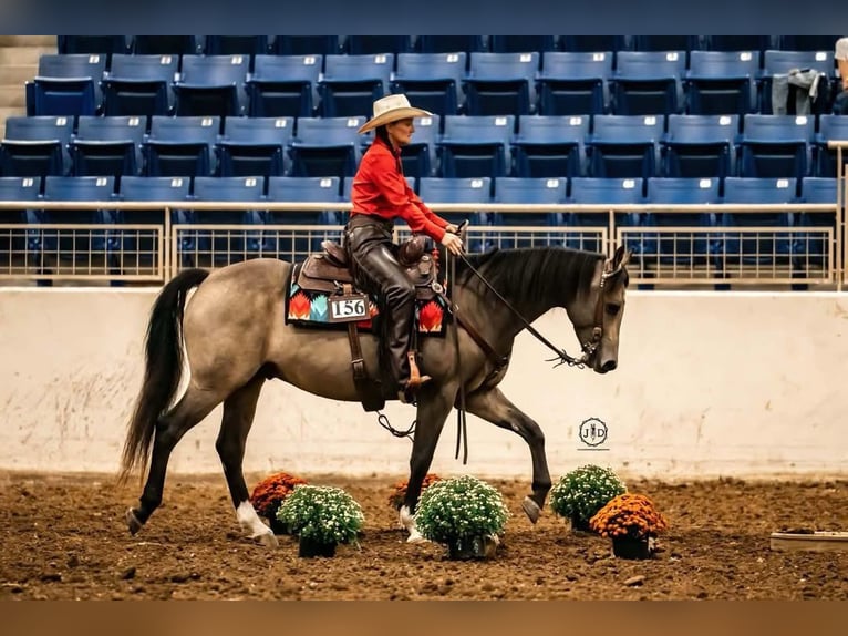 American Quarter Horse Gelding 6 years Buckskin in Troy