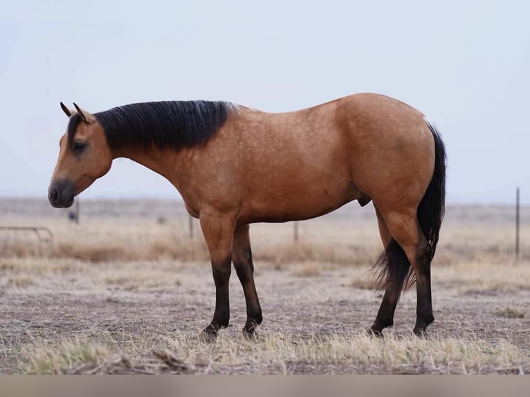 American Quarter Horse Gelding 6 years Buckskin in Canyon, TX