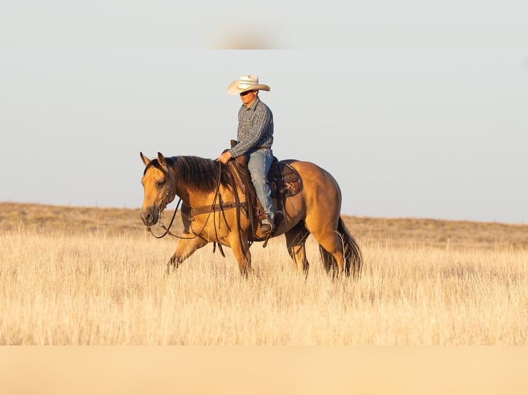 American Quarter Horse Gelding 6 years Buckskin in Canyon, TX