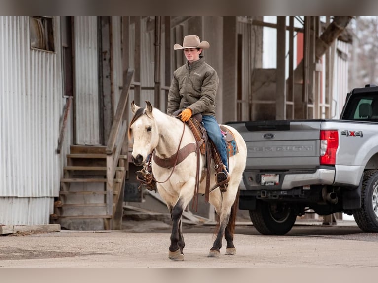 American Quarter Horse Gelding 6 years Buckskin in Clayton, WI