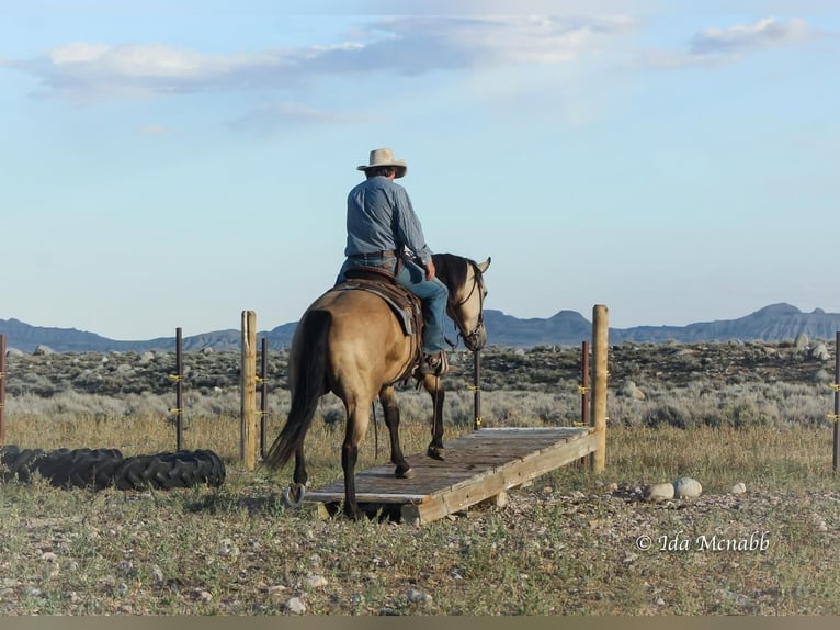 American Quarter Horse Gelding 6 years Buckskin in Cody, WY