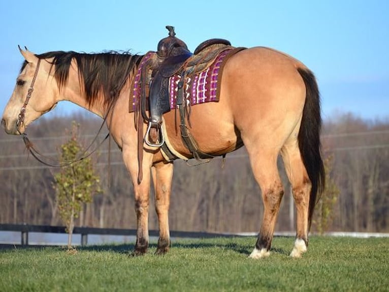 American Quarter Horse Gelding 6 years Buckskin in Fredericksburg, OH