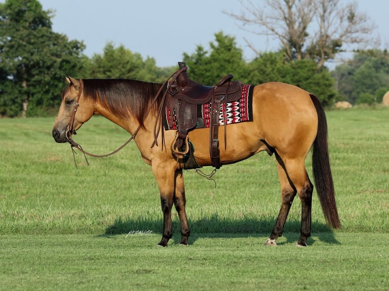 American Quarter Horse Gelding 6 years Buckskin in Buffalo