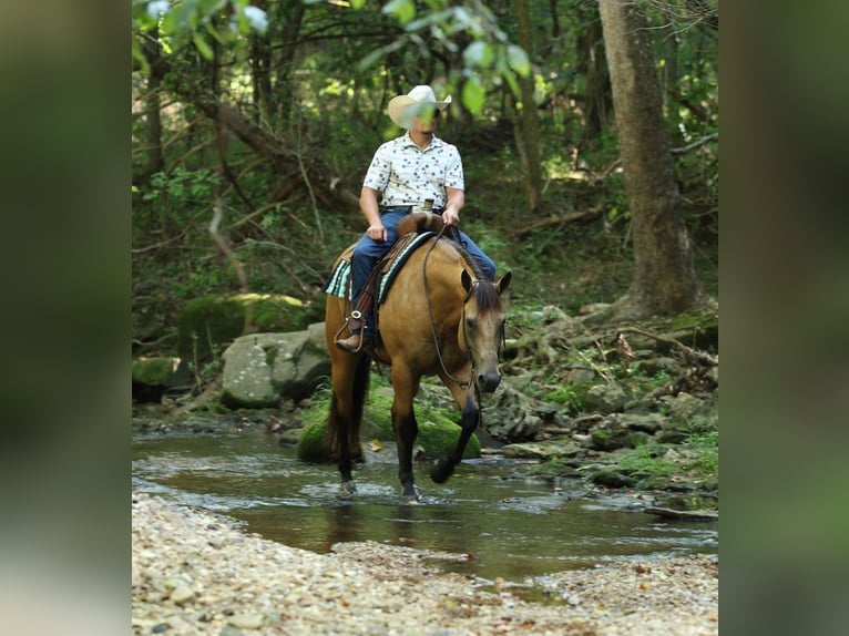 American Quarter Horse Gelding 6 years Buckskin in Buffalo
