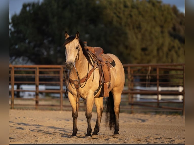 American Quarter Horse Gelding 6 years Buckskin in San Luis Obispo