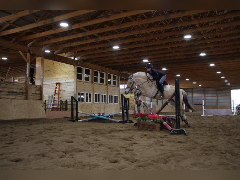 American Quarter Horse Gelding 6 years Buckskin in Howell MI