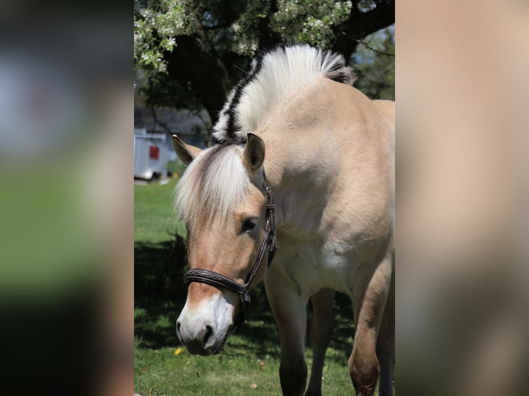 American Quarter Horse Gelding 6 years Buckskin in Howell MI