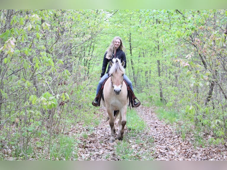 American Quarter Horse Gelding 6 years Buckskin in Howell MI