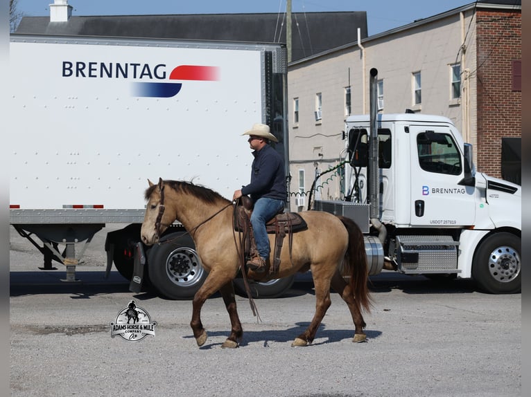 American Quarter Horse Gelding 6 years Champagne in Mount Vernon