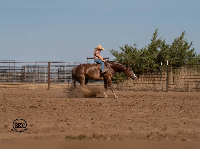 American Quarter Horse Gelding 6 years Chestnut in Canyon
