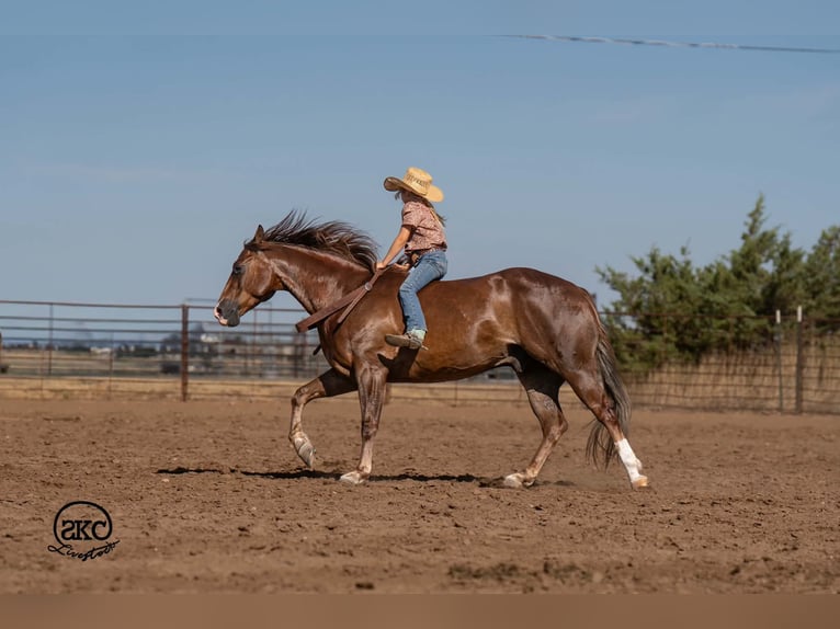 American Quarter Horse Gelding 6 years Chestnut in Canyon