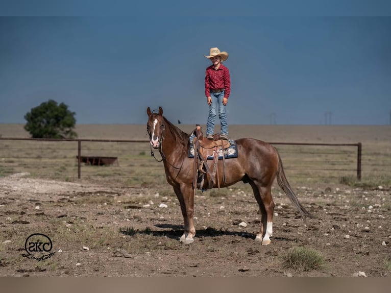 American Quarter Horse Gelding 6 years Chestnut in Canyon