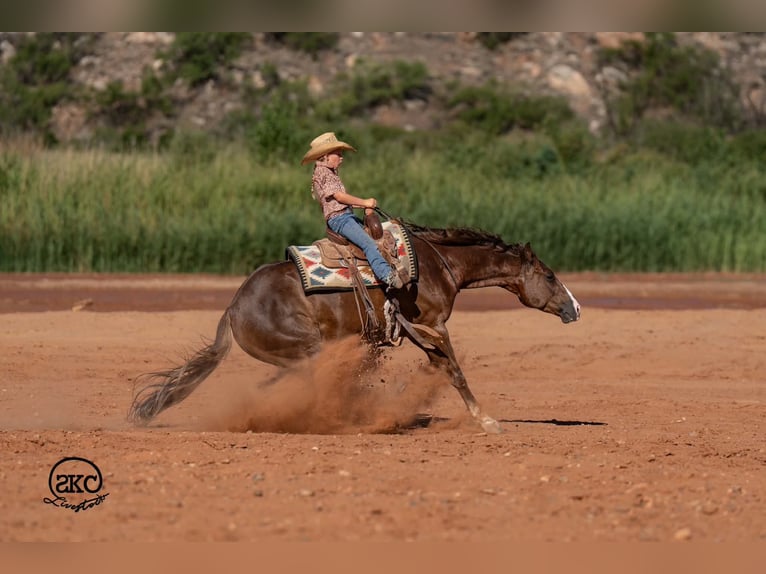 American Quarter Horse Gelding 6 years Chestnut in Canyon