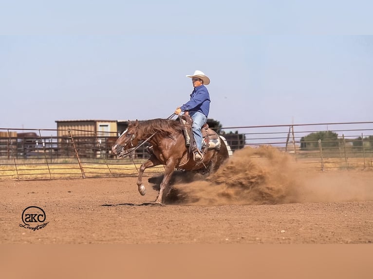 American Quarter Horse Gelding 6 years Chestnut in Canyon