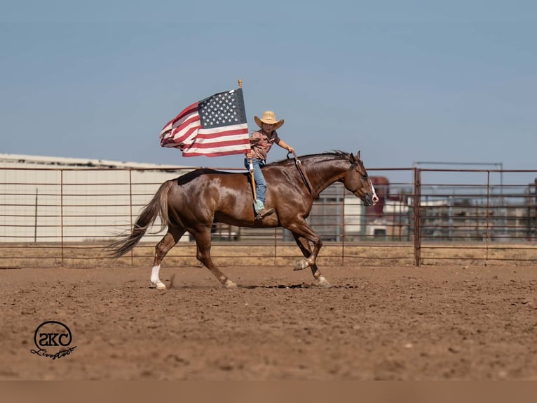 American Quarter Horse Gelding 6 years Chestnut in Canyon