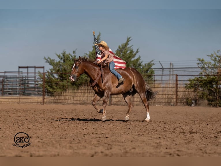 American Quarter Horse Gelding 6 years Chestnut in Canyon