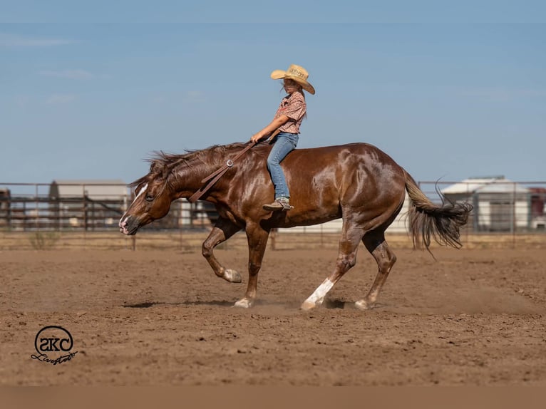American Quarter Horse Gelding 6 years Chestnut in Canyon