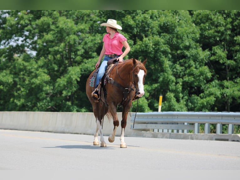 American Quarter Horse Gelding 6 years Chestnut in Clarion