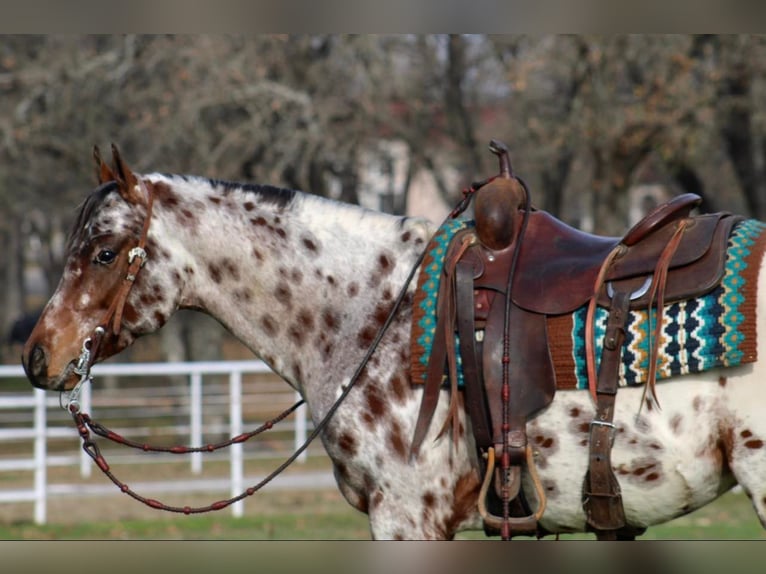American Quarter Horse Gelding 6 years Chestnut-Red in Fort Worth TX