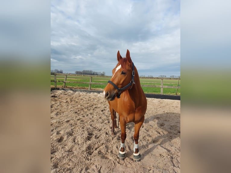 American Quarter Horse Gelding 6 years Chestnut-Red in Woudenberg