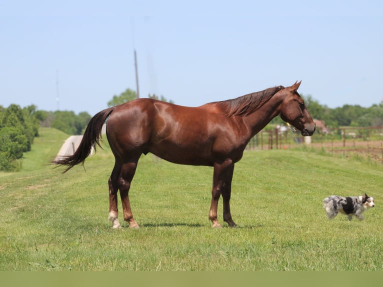 American Quarter Horse Gelding 6 years Chestnut in Bolivar MO