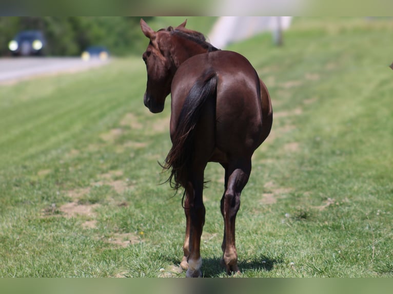 American Quarter Horse Gelding 6 years Chestnut in Bolivar MO