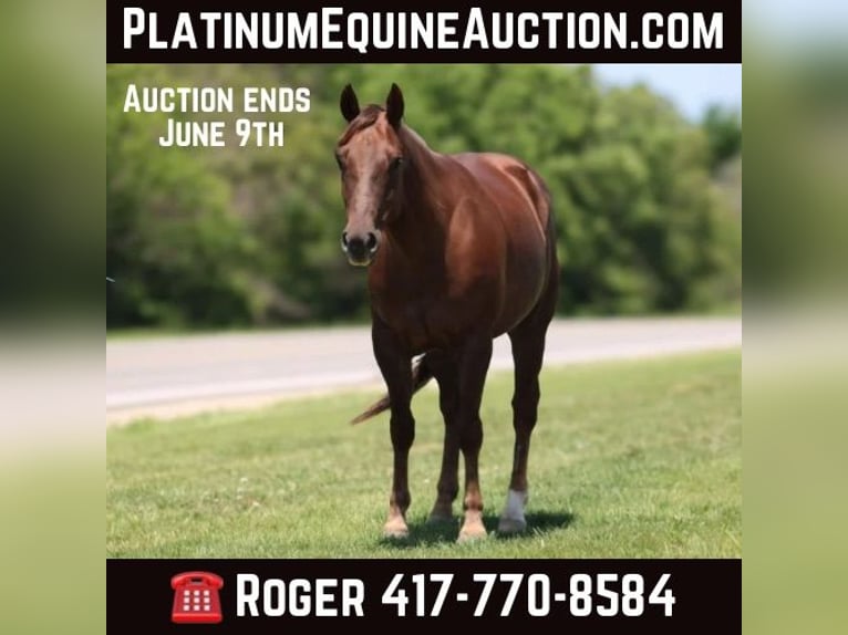 American Quarter Horse Gelding 6 years Chestnut in Bolivar MO