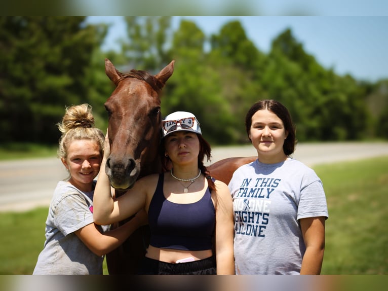 American Quarter Horse Gelding 6 years Chestnut in Bolivar MO