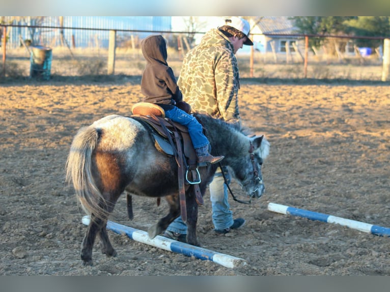 American Quarter Horse Gelding 6 years Chestnut in Stephenville TX