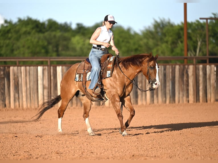 American Quarter Horse Gelding 6 years Dun in Waco
