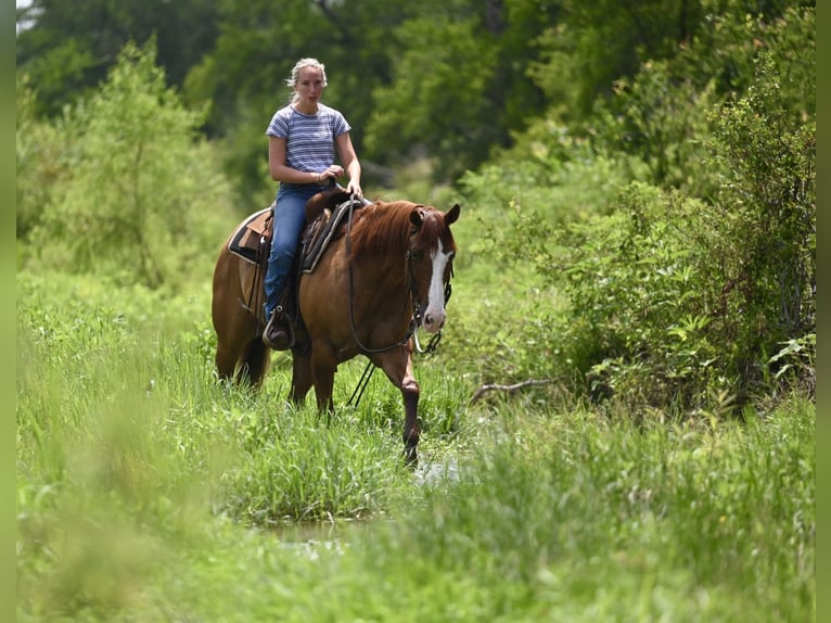 American Quarter Horse Gelding 6 years Dun in Waco
