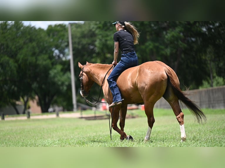 American Quarter Horse Gelding 6 years Dun in Waco