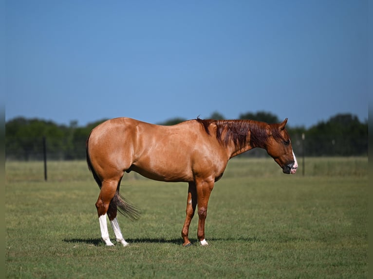 American Quarter Horse Gelding 6 years Dun in Waco