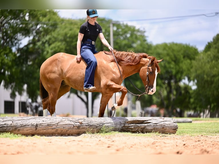 American Quarter Horse Gelding 6 years Dun in Waco